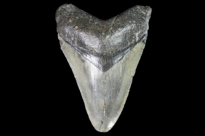 Juvenile Megalodon Tooth - Georgia #101322